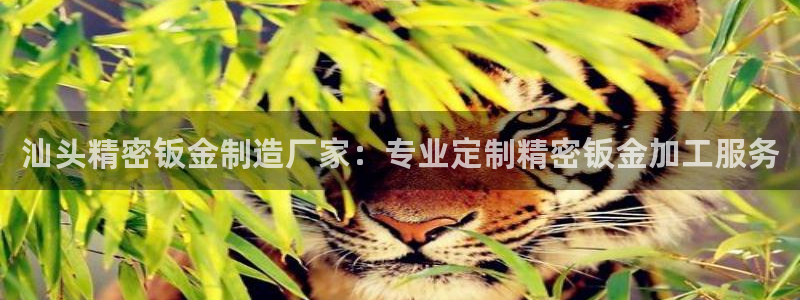 彩神数码科技有限公司
